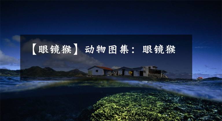 【眼镜猴】动物图集:眼镜猴