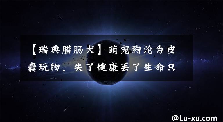 【瑞典腊肠犬】萌宠狗沦为皮囊玩物,失了健康丢了生命只因“爱心”泛滥