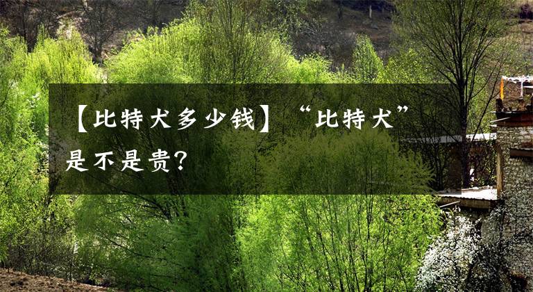 【比特犬多少钱】“比特犬”是不是贵？