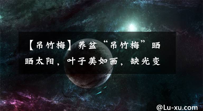 【吊竹梅】养盆“吊竹梅”晒晒太阳，叶子美如画，缺光变成“大白菜”