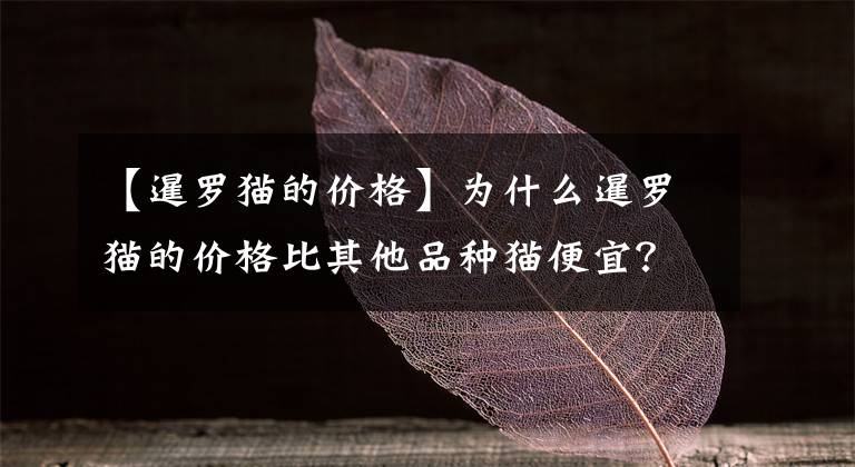 【暹罗猫的价格】为什么暹罗猫的价格比其他品种猫便宜？
