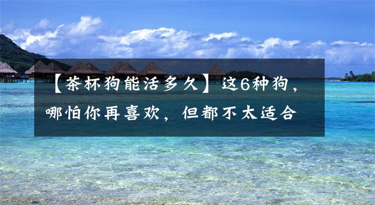 【茶杯狗能活多久】这6种狗，哪怕你再喜欢，但都不太适合新手养
