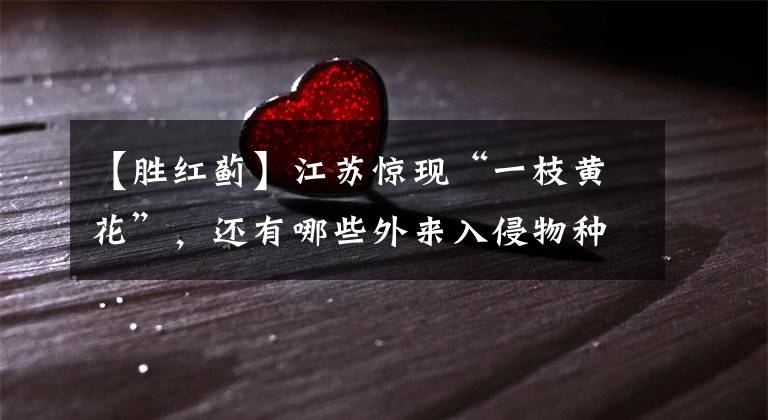 【胜红蓟】江苏惊现“一枝黄花”，还有哪些外来入侵物种？