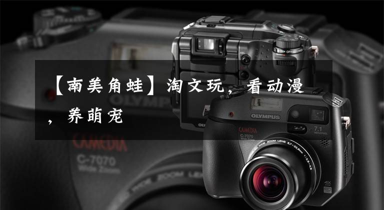 【南美角蛙】淘文玩,看动漫,养萌宠