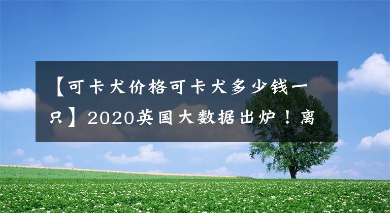 【可卡犬价格可卡犬多少钱一只】2020英国大数据出炉!离婚咨询暴涨42%,人均长胖1.6磅
