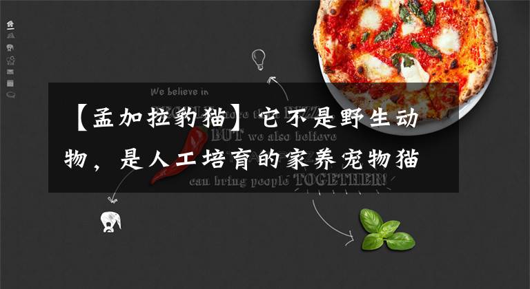 【孟加拉豹猫】它不是野生动物，是人工培育的家养宠物猫，孟加拉豹猫赏析1