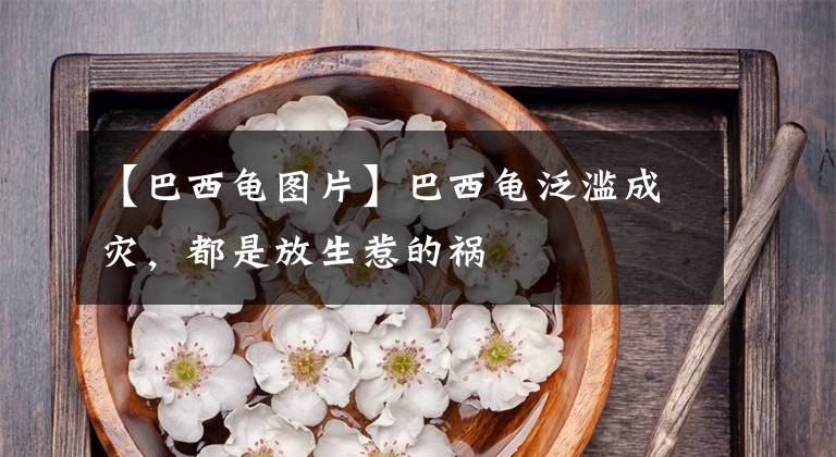 【巴西龟图片】巴西龟泛滥成灾，都是放生惹的祸