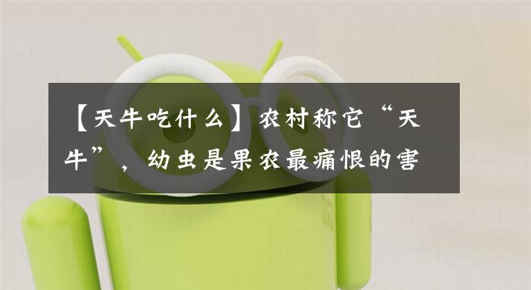【天牛吃什么】农村称它“天牛”,幼虫是果农最痛恨的害虫,却也能治很多病