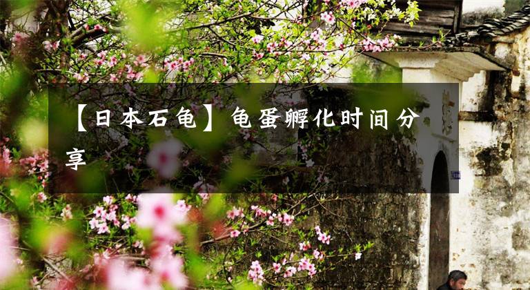 【日本石龟】龟蛋孵化时间分享