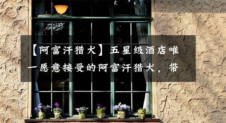 【阿富汗猎犬】五星级酒店唯一愿意接受的阿富汗猎犬,带出去玩竟吓坏身边朋友