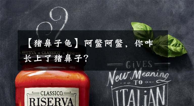 【猪鼻子龟】阿鳖阿鳖，你咋长上了猪鼻子？