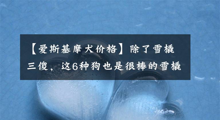 【爱斯基摩犬价格】除了雪橇三傻,这6种狗也是很棒的雪橇犬,最后1种还征服过南极