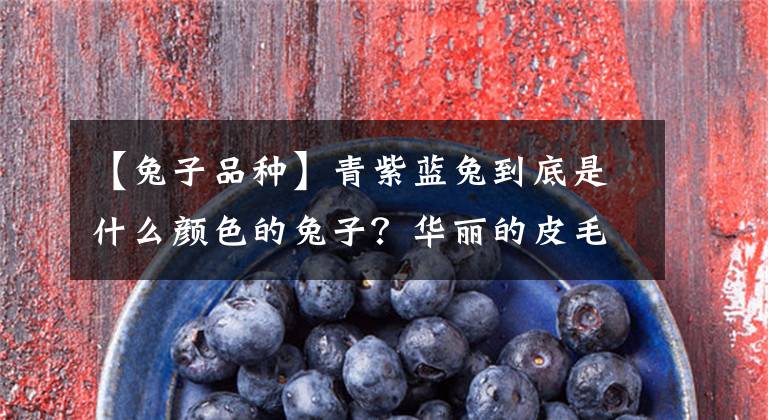 【兔子品种】青紫蓝兔到底是什么颜色的兔子？华丽的皮毛和美味的兔肉你选哪个