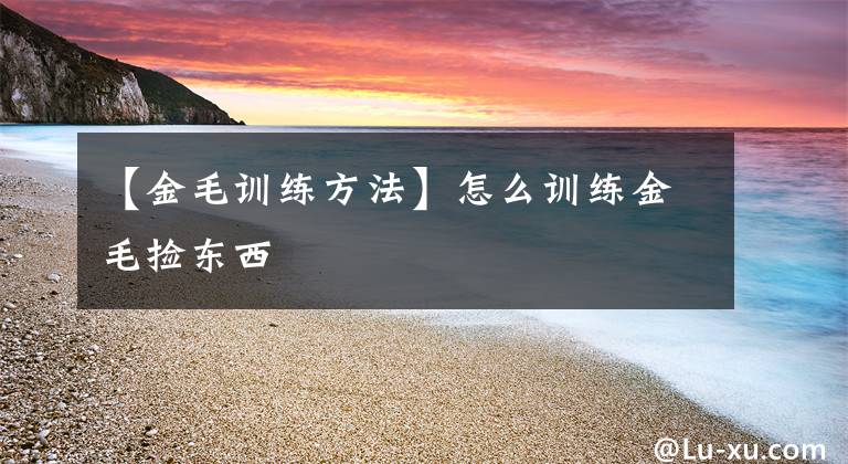 【金毛训练方法】怎么训练金毛捡东西