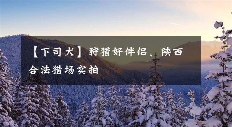 【下司犬】狩猎好伴侣，陕西合法猎场实拍