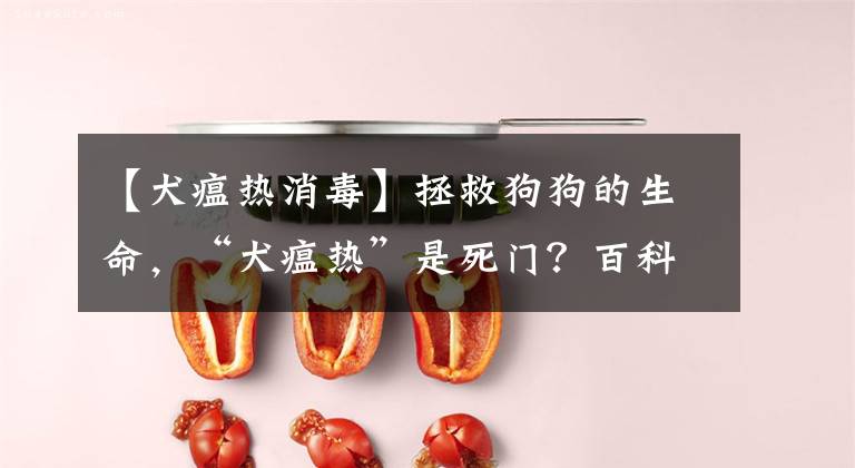 【犬瘟热消毒】拯救狗狗的生命,“犬瘟热”是死门?百科助狗狗渡劫