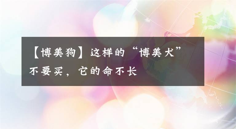 【博美狗】这样的“博美犬”不要买，它的命不长