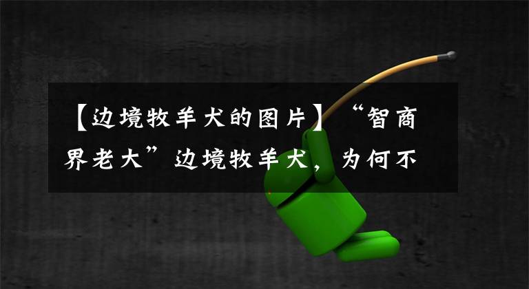 【边境牧羊犬的图片】“智商界老大”边境牧羊犬，为何不受人待见，聪明也错了？