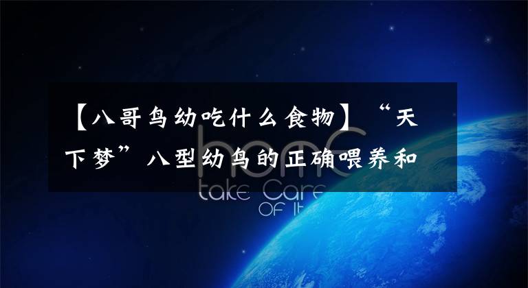 【八哥鸟幼吃什么食物】“天下梦”八型幼鸟的正确喂养和事前训练。