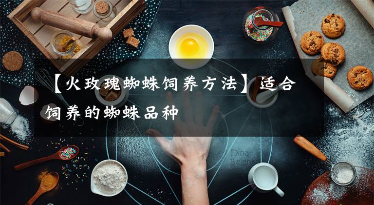 【火玫瑰蜘蛛饲养方法】适合饲养的蜘蛛品种