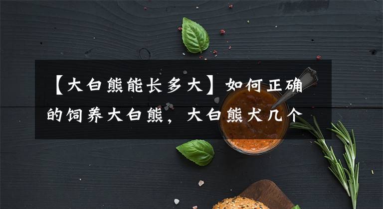 【大白熊能长多大】如何正确的饲养大白熊,大白熊犬几个月长大?