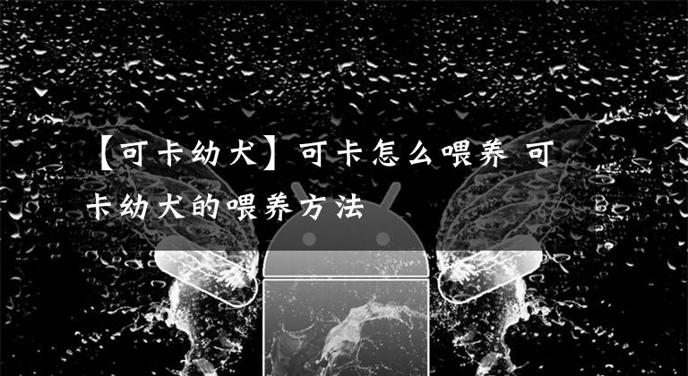 【可卡幼犬】可卡怎么喂养 可卡幼犬的喂养方法