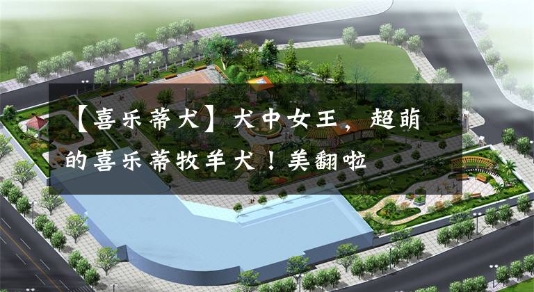 【喜乐蒂犬】犬中女王,超萌的喜乐蒂牧羊犬!美翻啦