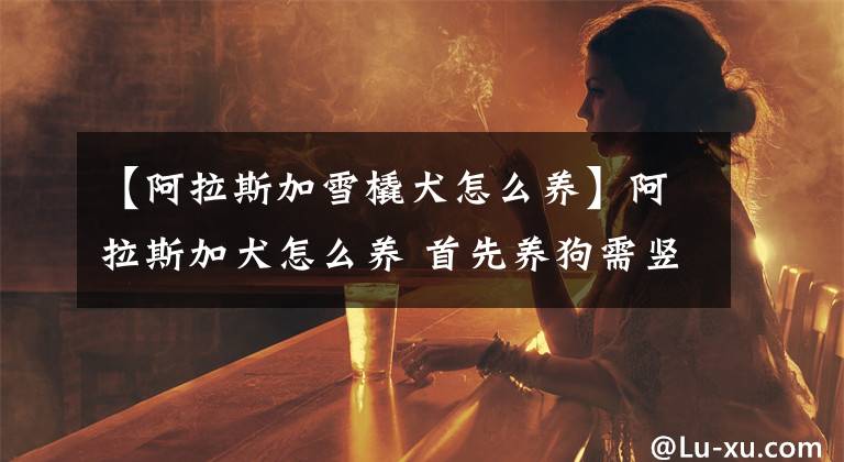 【阿拉斯加雪橇犬怎么养】阿拉斯加犬怎么养 首先养狗需竖立责任心