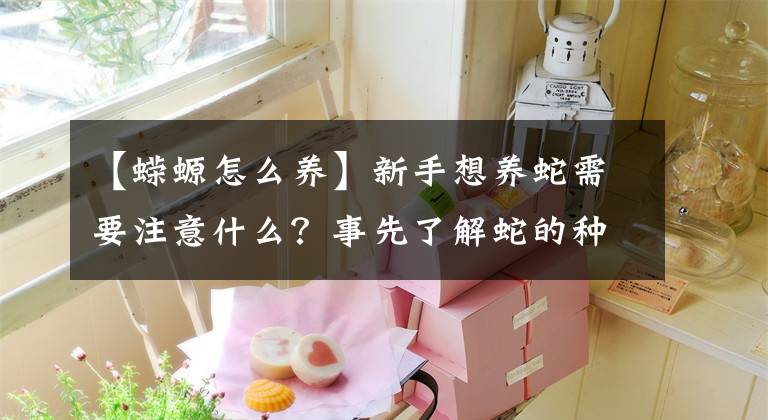 【蝾螈怎么养】新手想养蛇需要注意什么？事先了解蛇的种类和生活习性是第一步