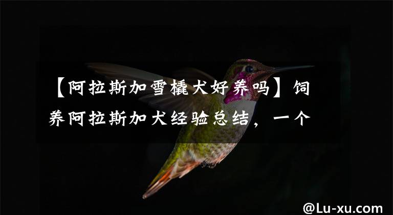 【阿拉斯加雪橇犬好养吗】饲养阿拉斯加犬经验总结,一个字“难”