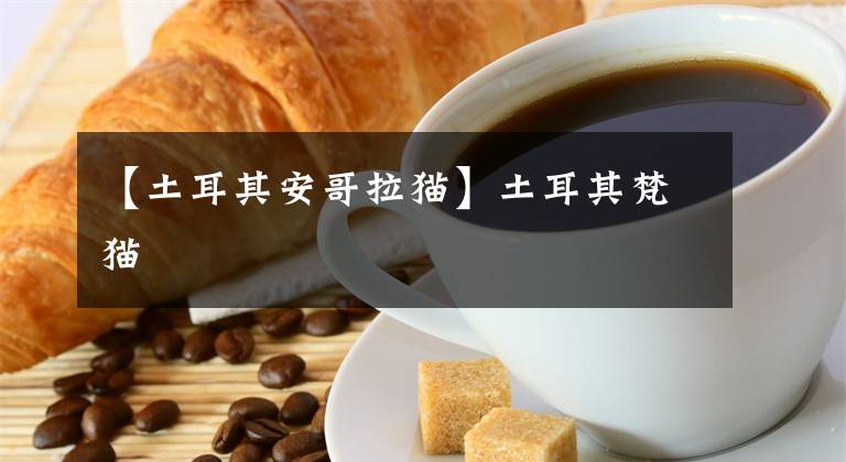 【土耳其安哥拉猫】土耳其梵猫