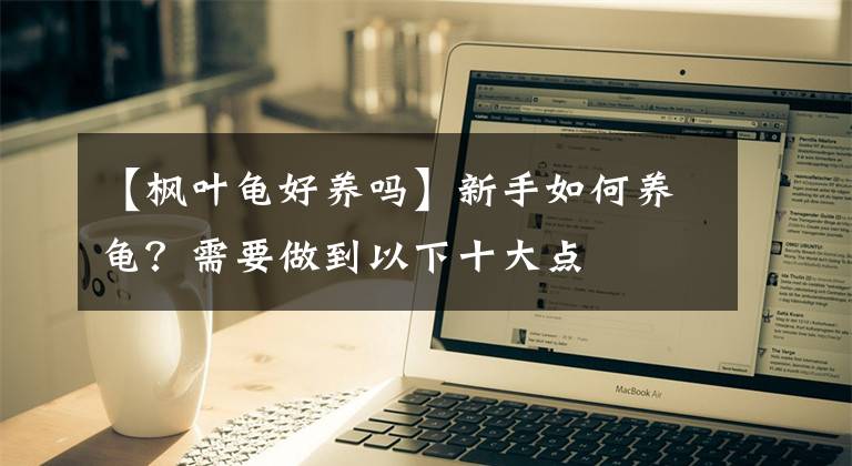 【枫叶龟好养吗】新手如何养龟？需要做到以下十大点