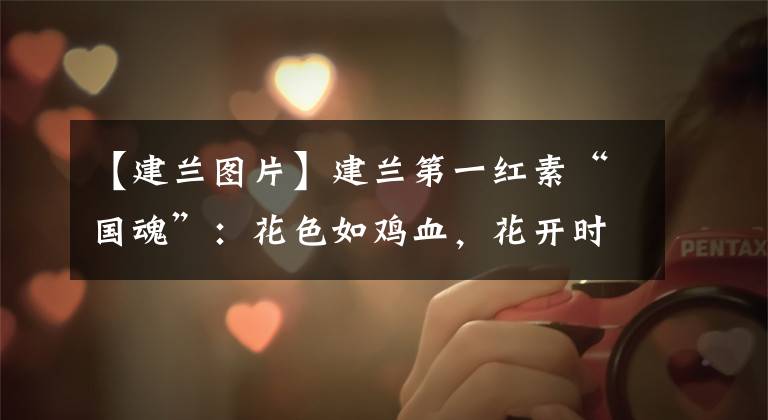 【建兰图片】建兰第一红素“国魂”：花色如鸡血，花开时艳丽而芬芳