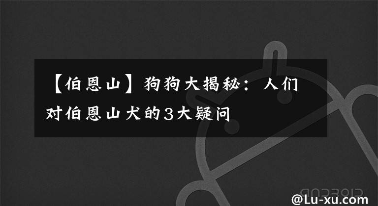 【伯恩山】狗狗大揭秘：人们对伯恩山犬的3大疑问