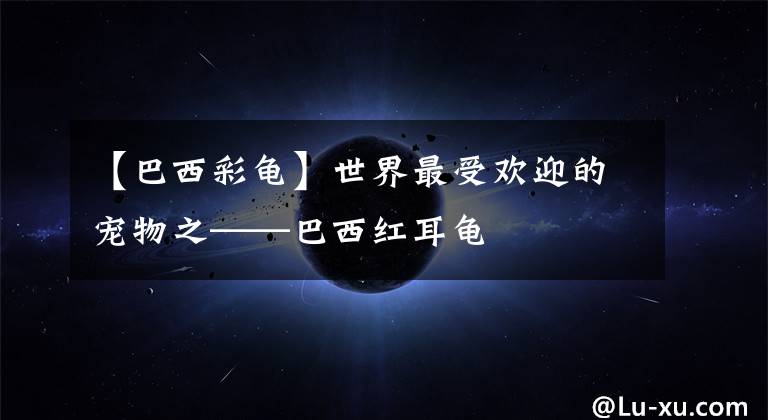 【巴西彩龟】世界最受欢迎的宠物之——巴西红耳龟