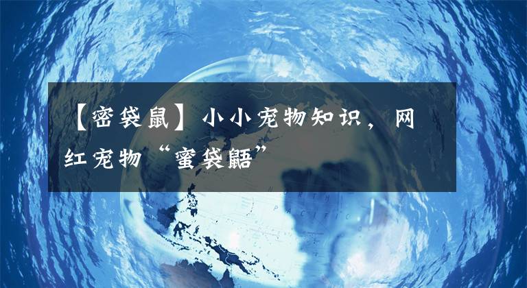 【密袋鼠】小小宠物知识，网红宠物“蜜袋鼯”