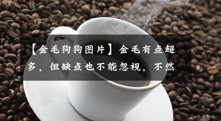 【金毛狗狗图片】金毛有点超多，但缺点也不能忽视，不然养了主人受罪