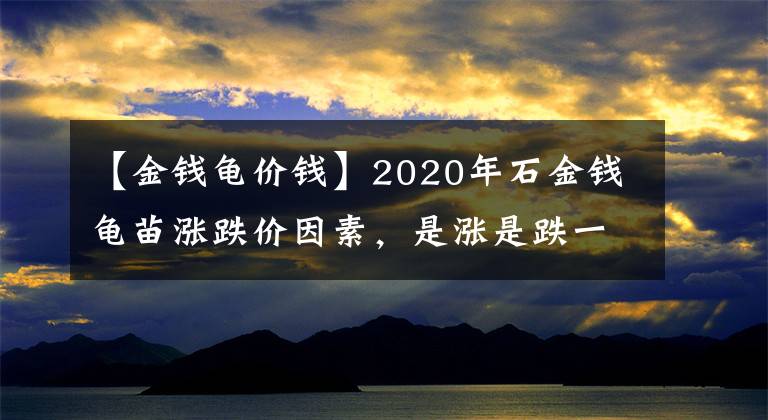 【金钱龟价钱】2020年石金钱龟苗涨跌价因素,是涨是跌一看便知道!