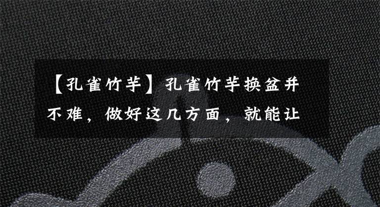 【孔雀竹芋】孔雀竹芋换盆并不难，做好这几方面，就能让植株快速服盆，长势旺