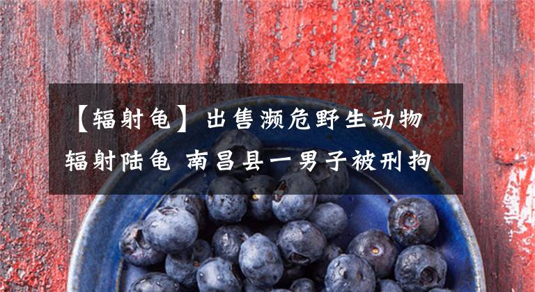 【辐射龟】出售濒危野生动物辐射陆龟 南昌县一男子被刑拘