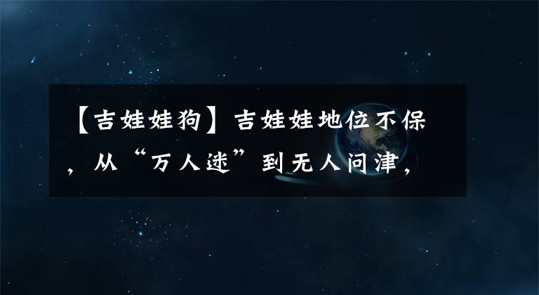 【吉娃娃狗】吉娃娃地位不保，从“万人迷”到无人问津，到底是为什么？