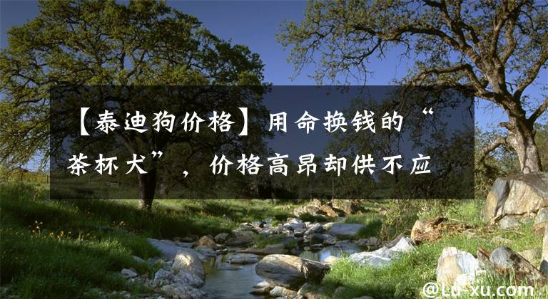 【泰迪狗价格】用命换钱的“茶杯犬”，价格高昂却供不应求，为何人们偏爱畸形？