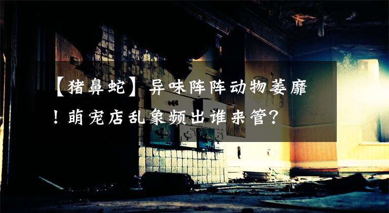 【猪鼻蛇】异味阵阵动物萎靡！萌宠店乱象频出谁来管？