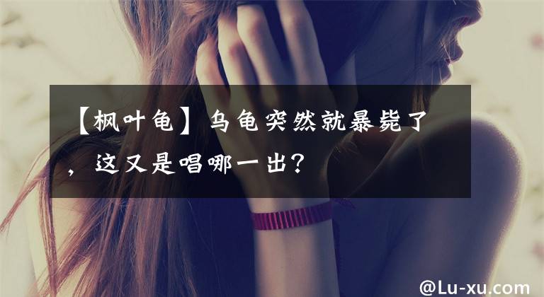 【枫叶龟】乌龟突然就暴毙了，这又是唱哪一出？