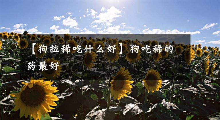 【狗拉稀吃什么好】狗吃稀的药最好