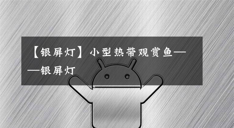【银屏灯】小型热带观赏鱼——银屏灯