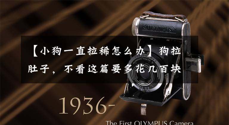 【小狗一直拉稀怎么办】狗拉肚子，不看这篇要多花几百块