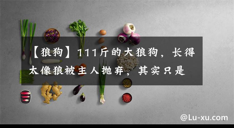 【狼狗】111斤的大狼狗,长得太像狼被主人抛弃,其实只是爱撒娇的狗狗