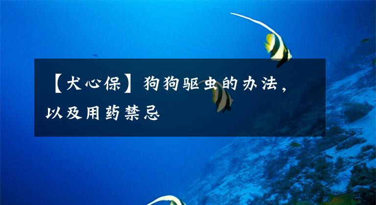 【犬心保】狗狗驱虫的办法，以及用药禁忌