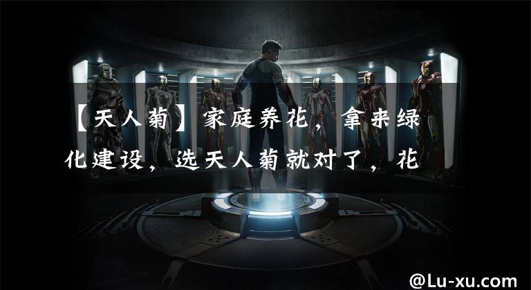 【天人菊】家庭养花，拿来绿化建设，选天人菊就对了，花色艳丽、花期长